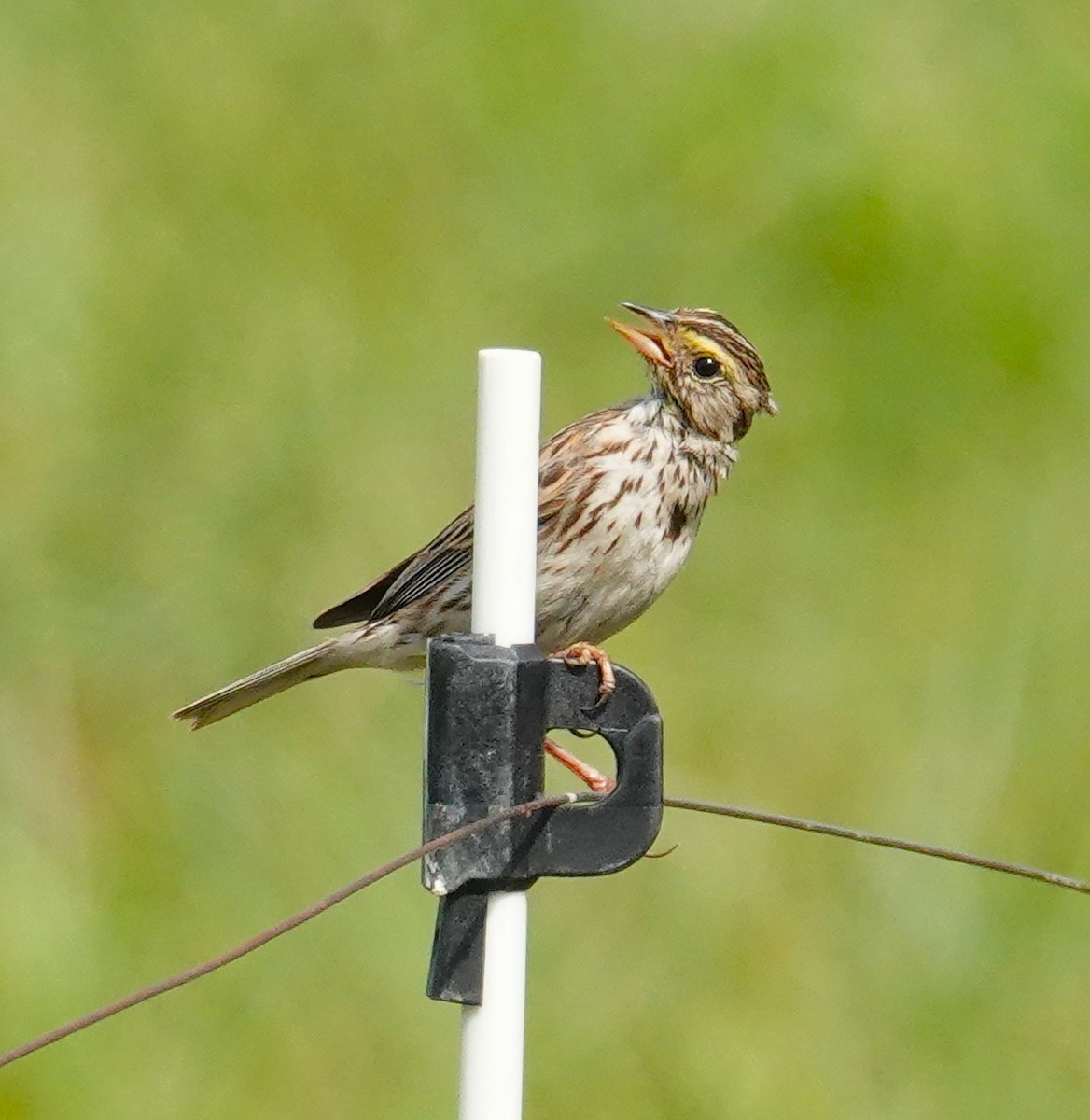 Savannah Sparrow - ML620767212