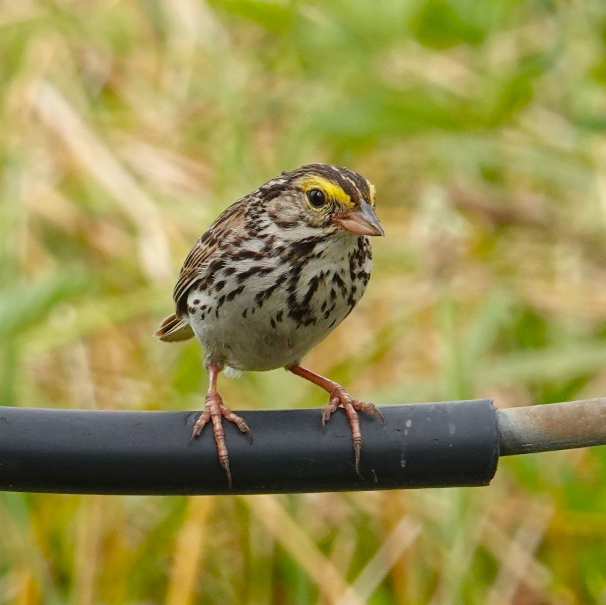 Savannah Sparrow - ML620767213