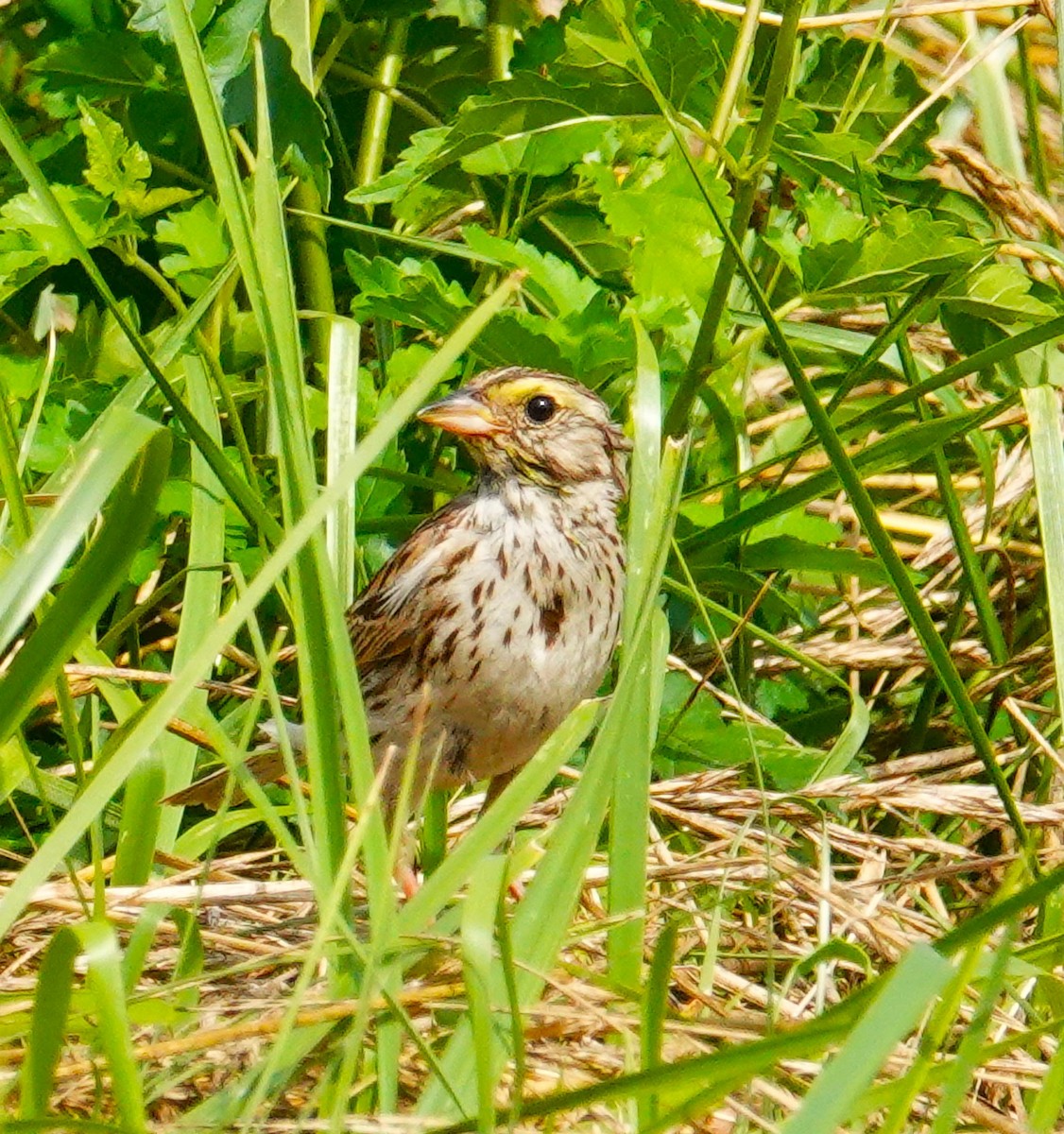 Savannah Sparrow - ML620767218