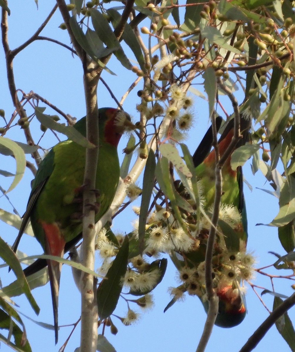 Swift Parrot - ML620767219