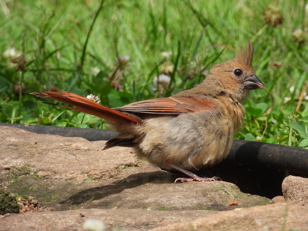 Northern Cardinal - ML620767220