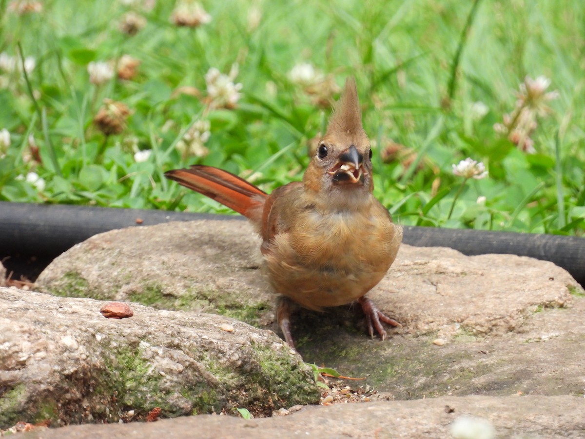 Cardinal rouge - ML620767221