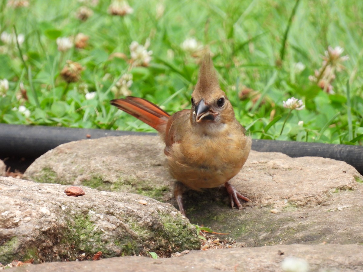 Cardinal rouge - ML620767222