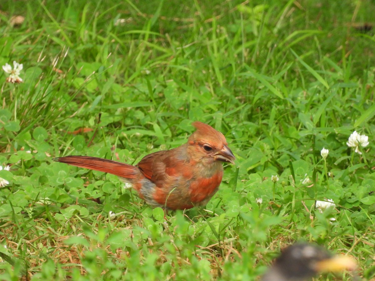 Northern Cardinal - ML620767223