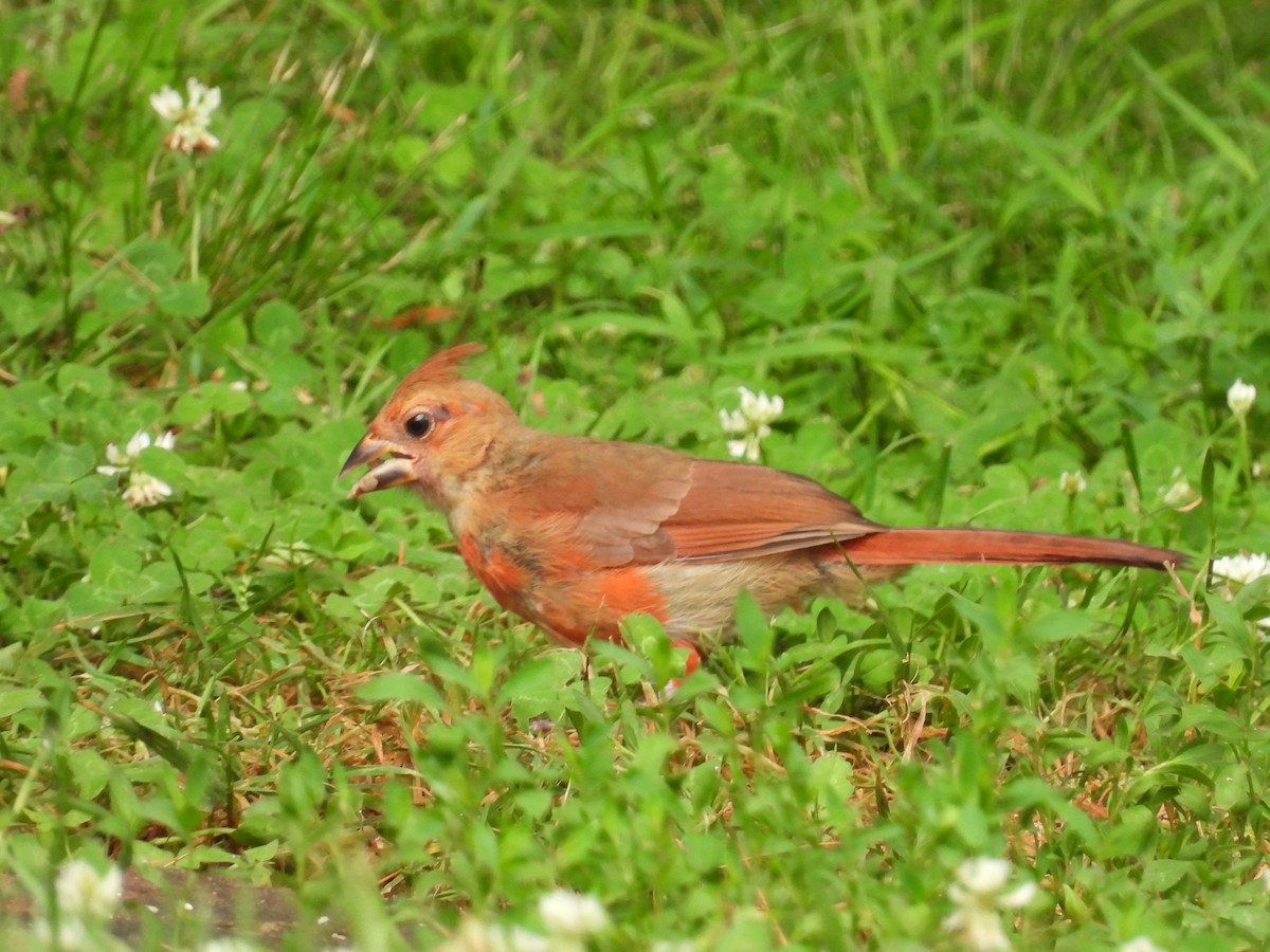 Cardinal rouge - ML620767224