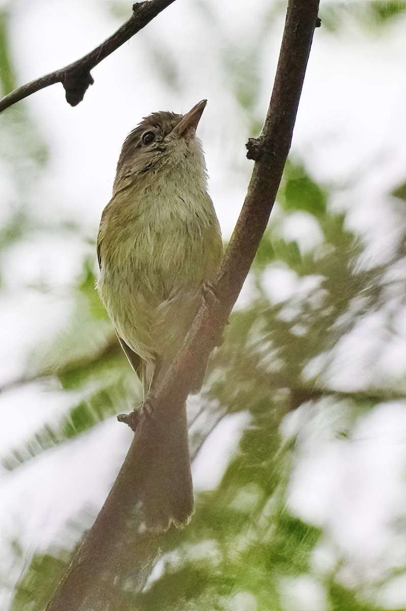 Bell's Vireo - ML620767225