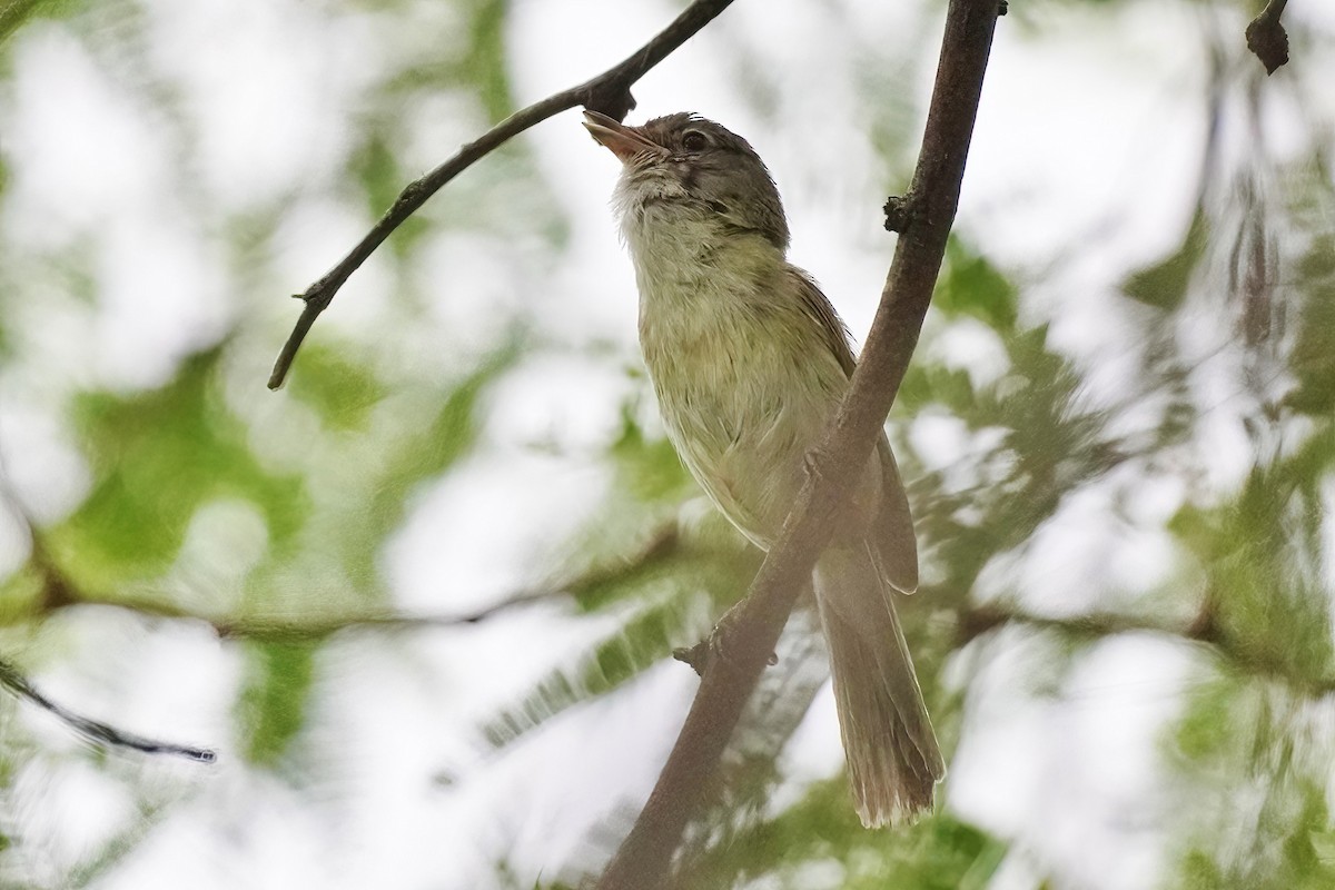 Bell's Vireo - ML620767226