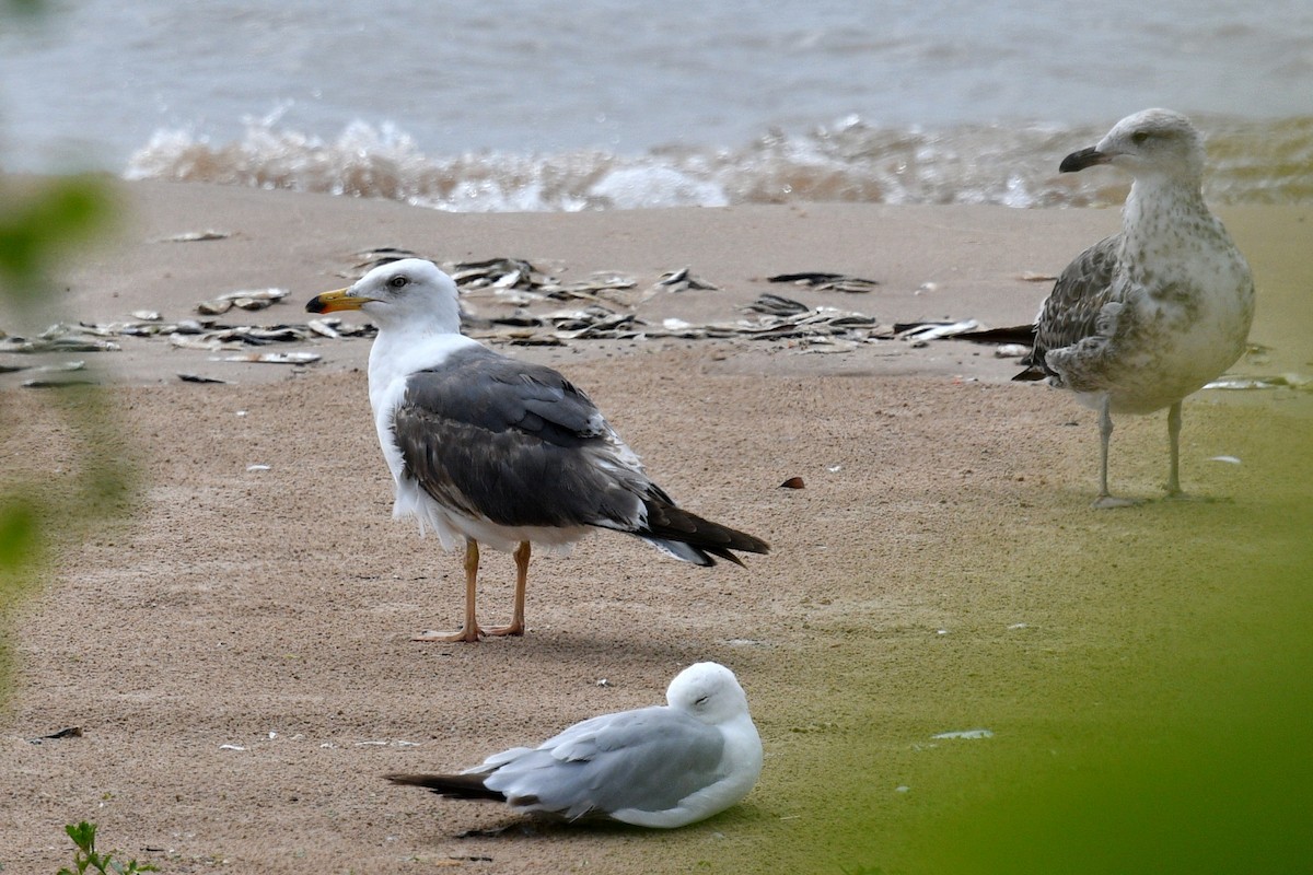 Lesser Black-backed Gull - Joel Trick