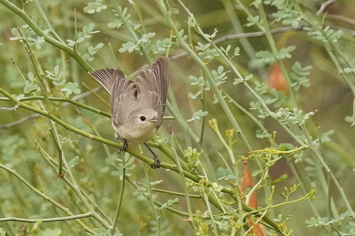 Lucy's Warbler - ML620767230