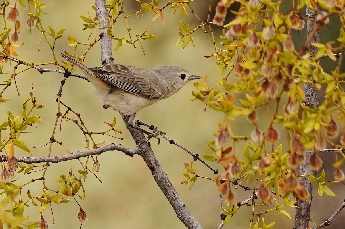 Lucy's Warbler - ML620767231
