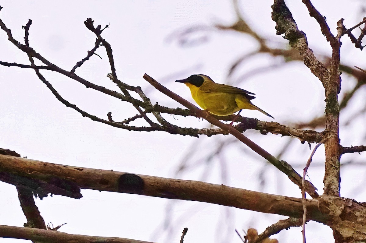 Common Yellowthroat - ML620767233