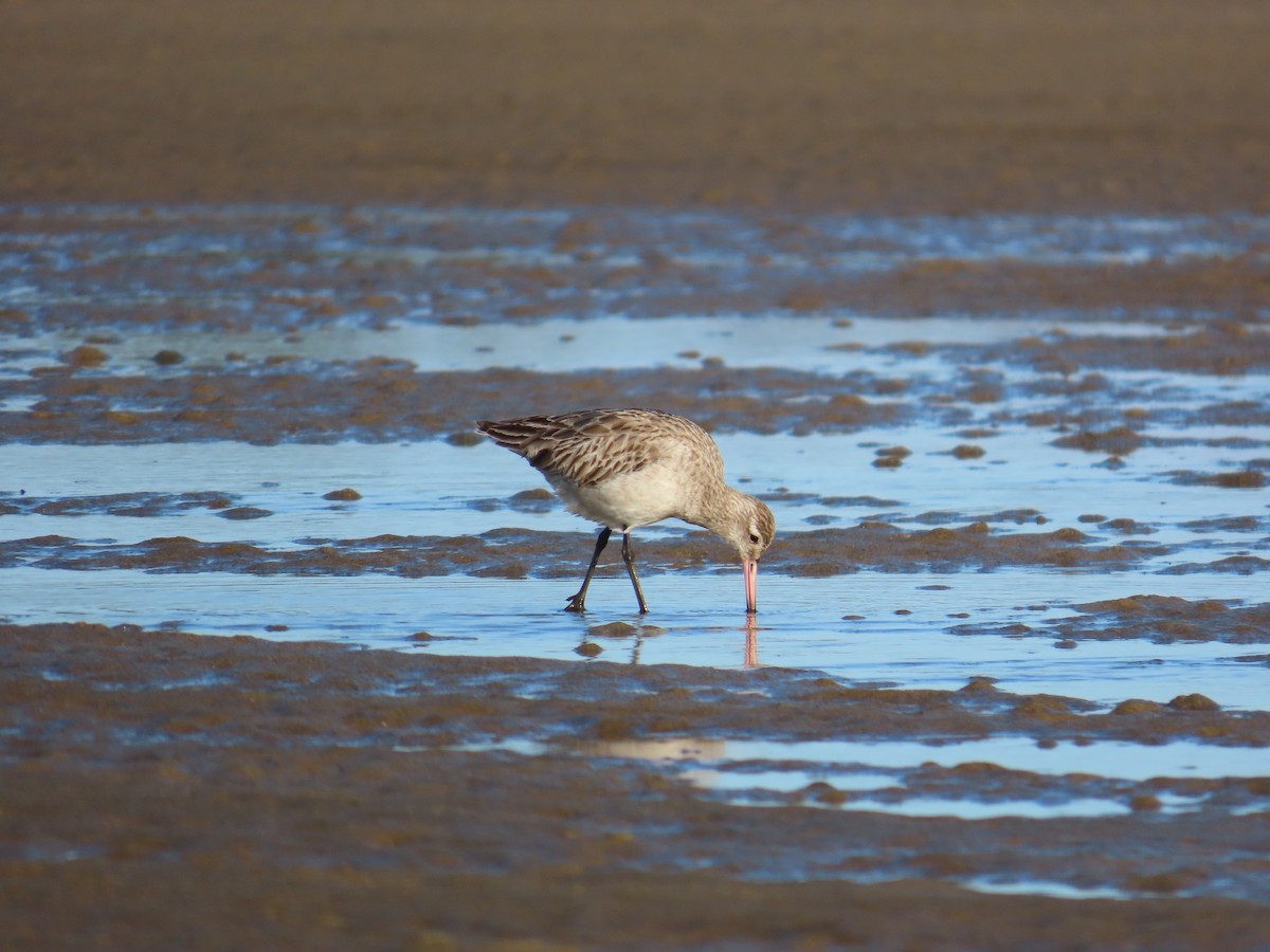 Bar-tailed Godwit - ML620767241