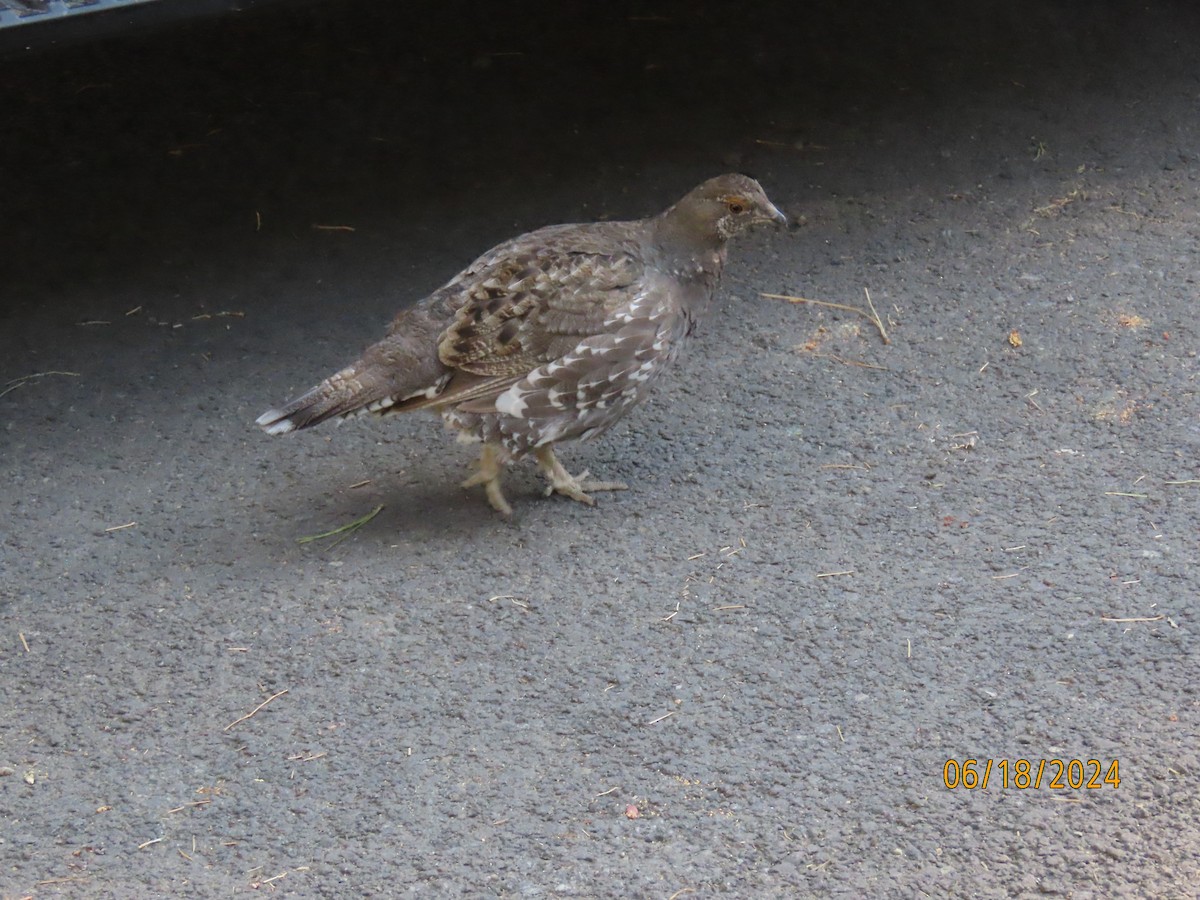 Sooty Grouse - ML620767242