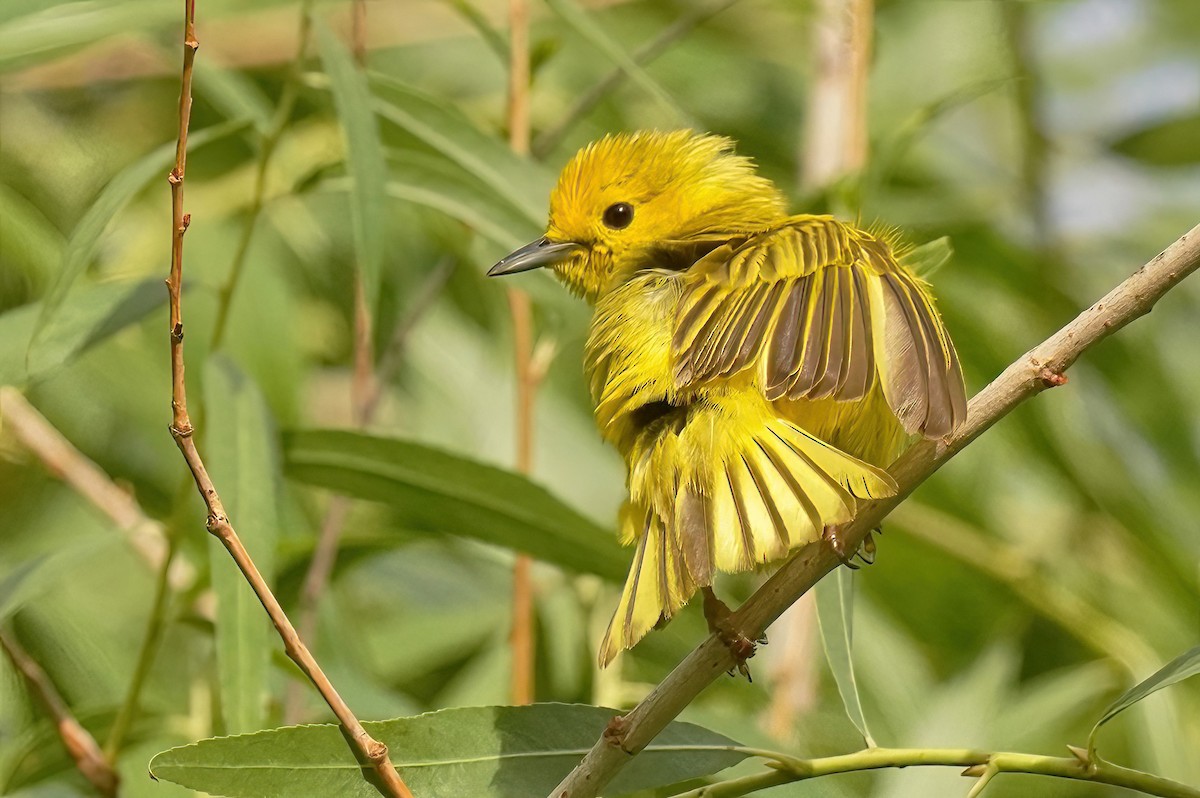 Yellow Warbler - ML620767244