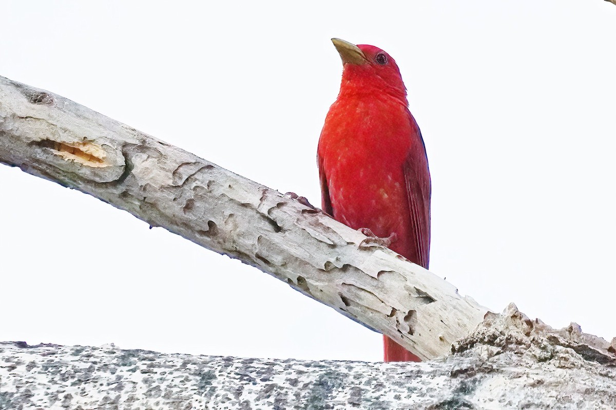 Summer Tanager - Joanne Kimura