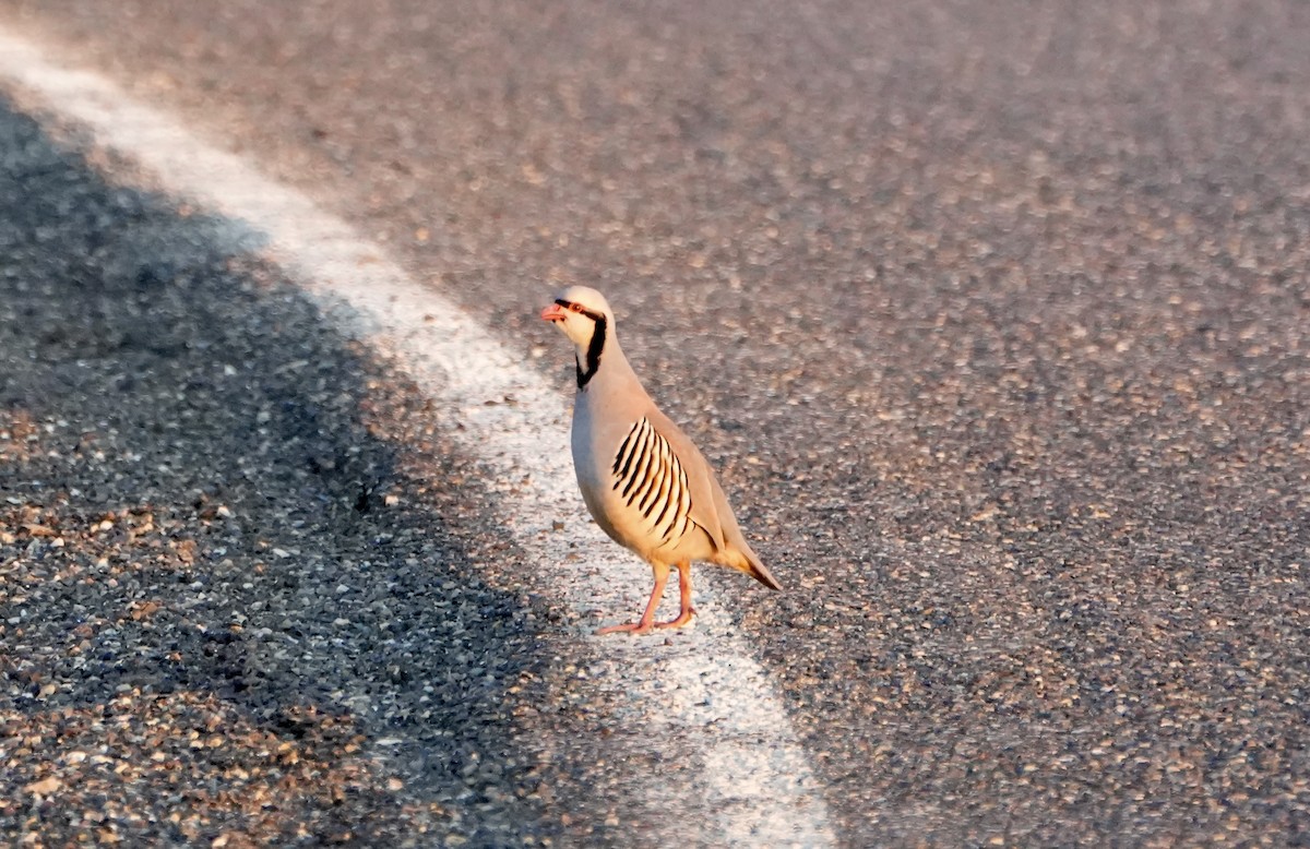 Chukar - ML620767250