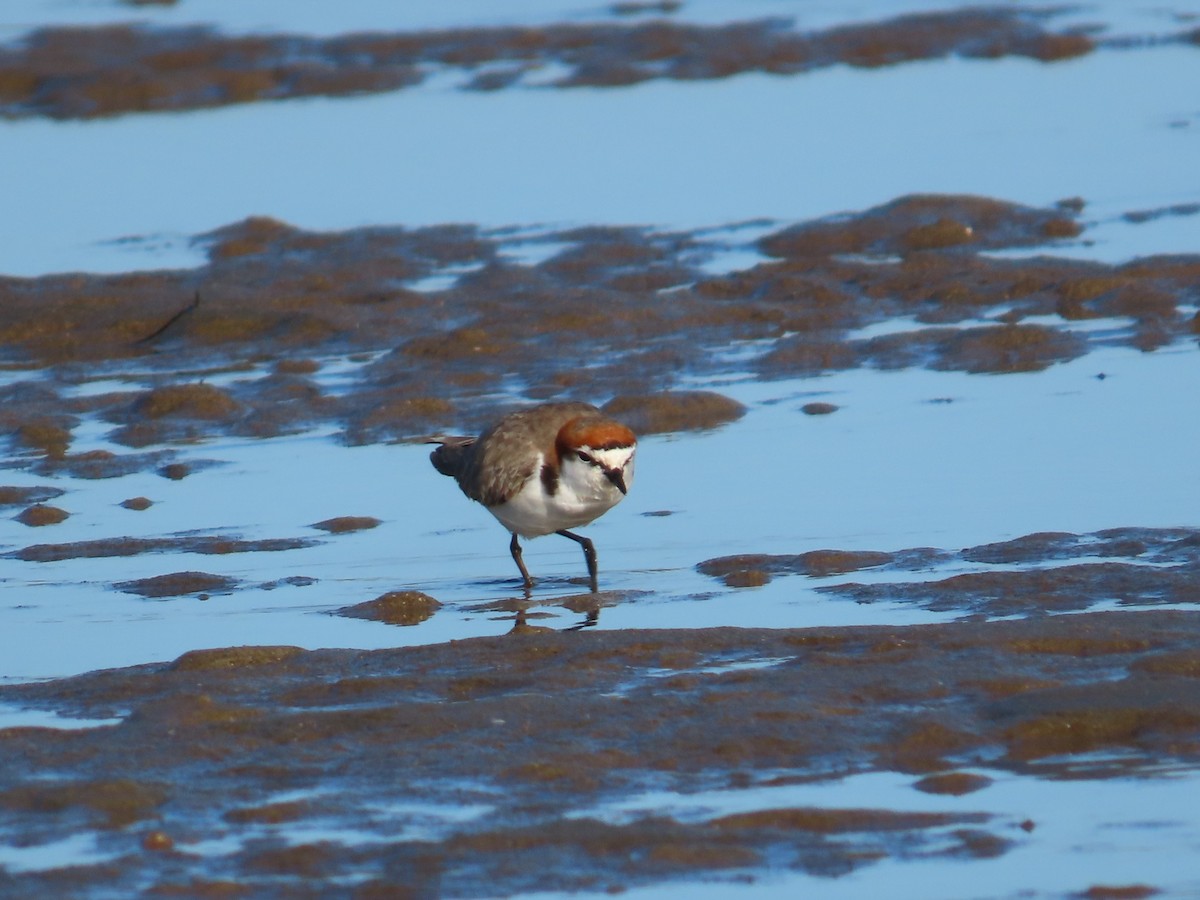 Red-capped Plover - ML620767251