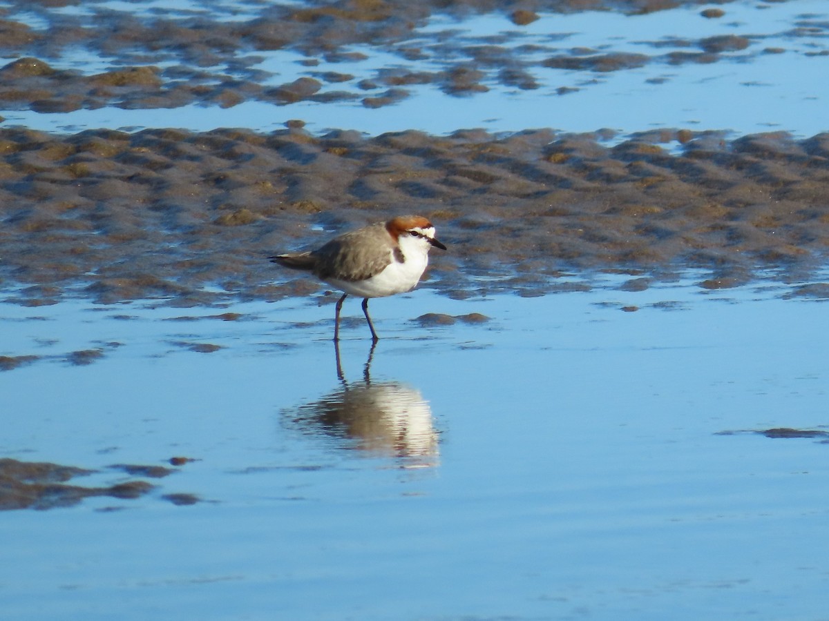 Red-capped Plover - ML620767252