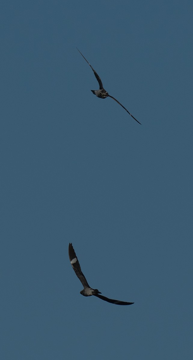 Engoulevent d'Amérique - ML620767254