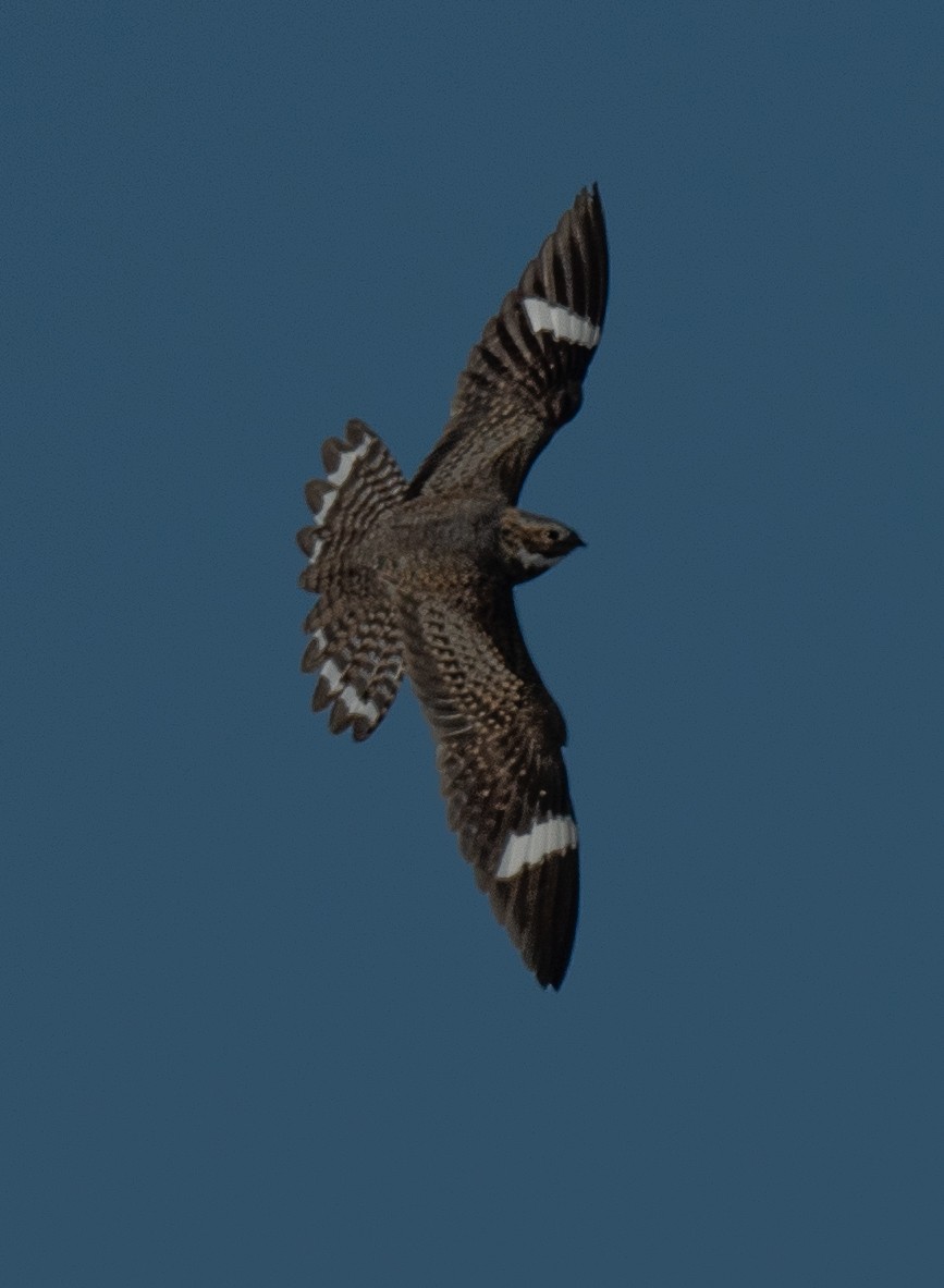 Engoulevent d'Amérique - ML620767256