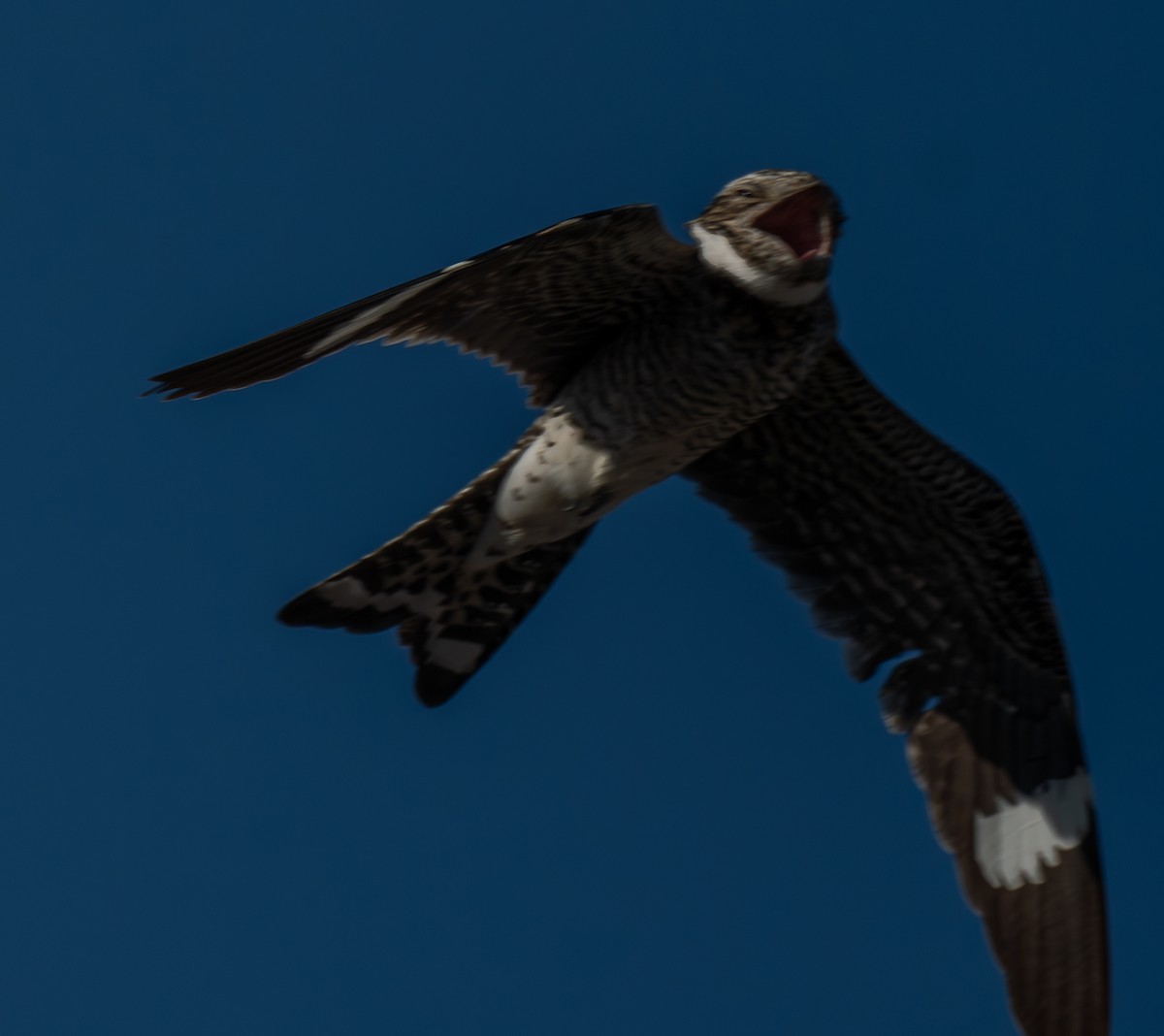 Common Nighthawk - ML620767257