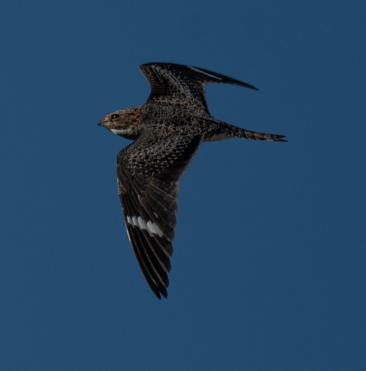 Анаперо віргінський - ML620767258