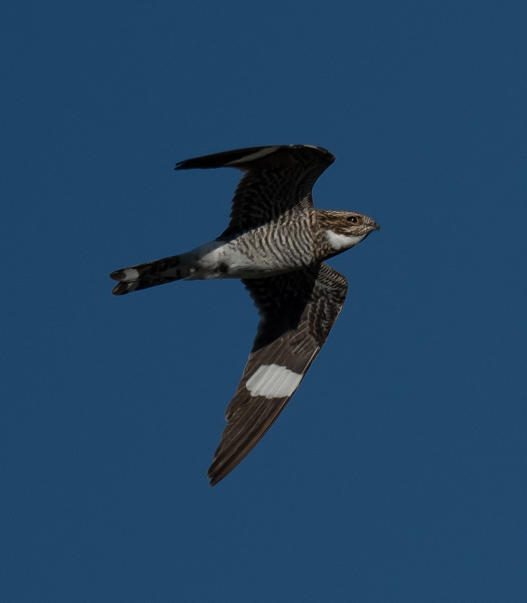 Engoulevent d'Amérique - ML620767259