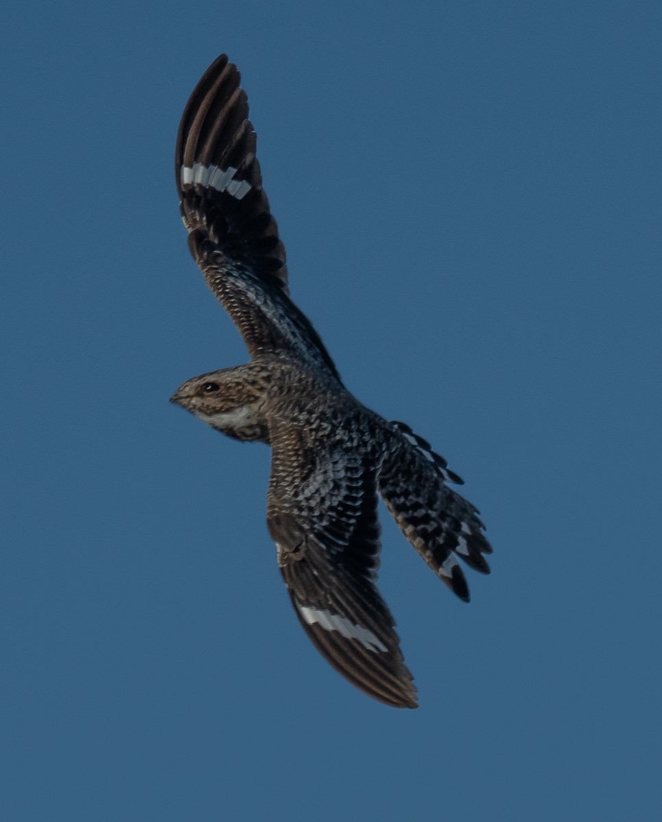 Common Nighthawk - ML620767260