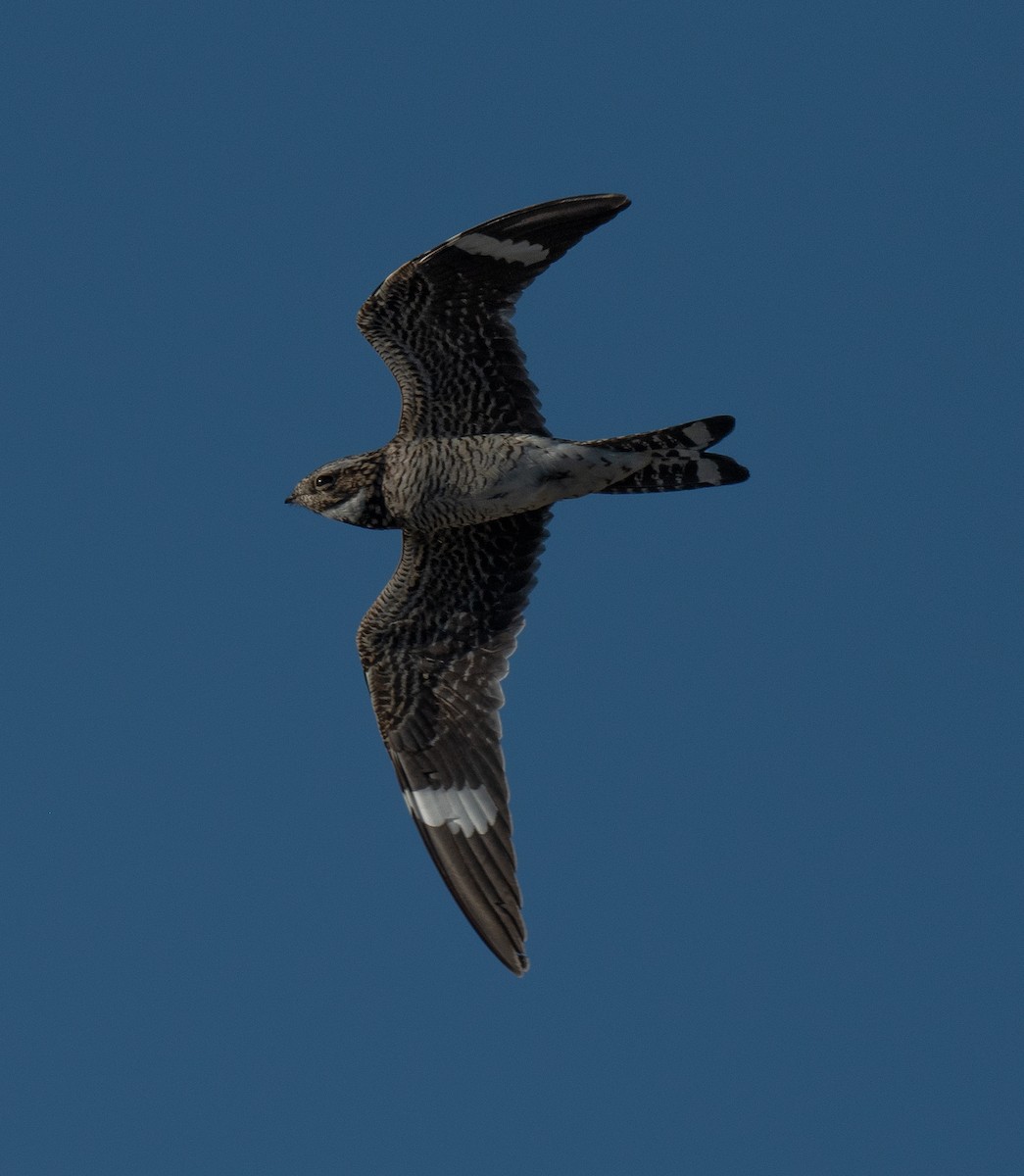 Engoulevent d'Amérique - ML620767261