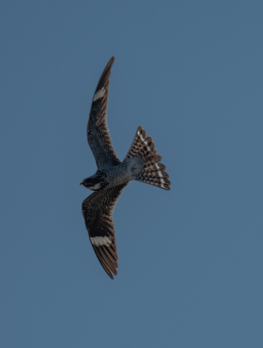 Engoulevent d'Amérique - ML620767262