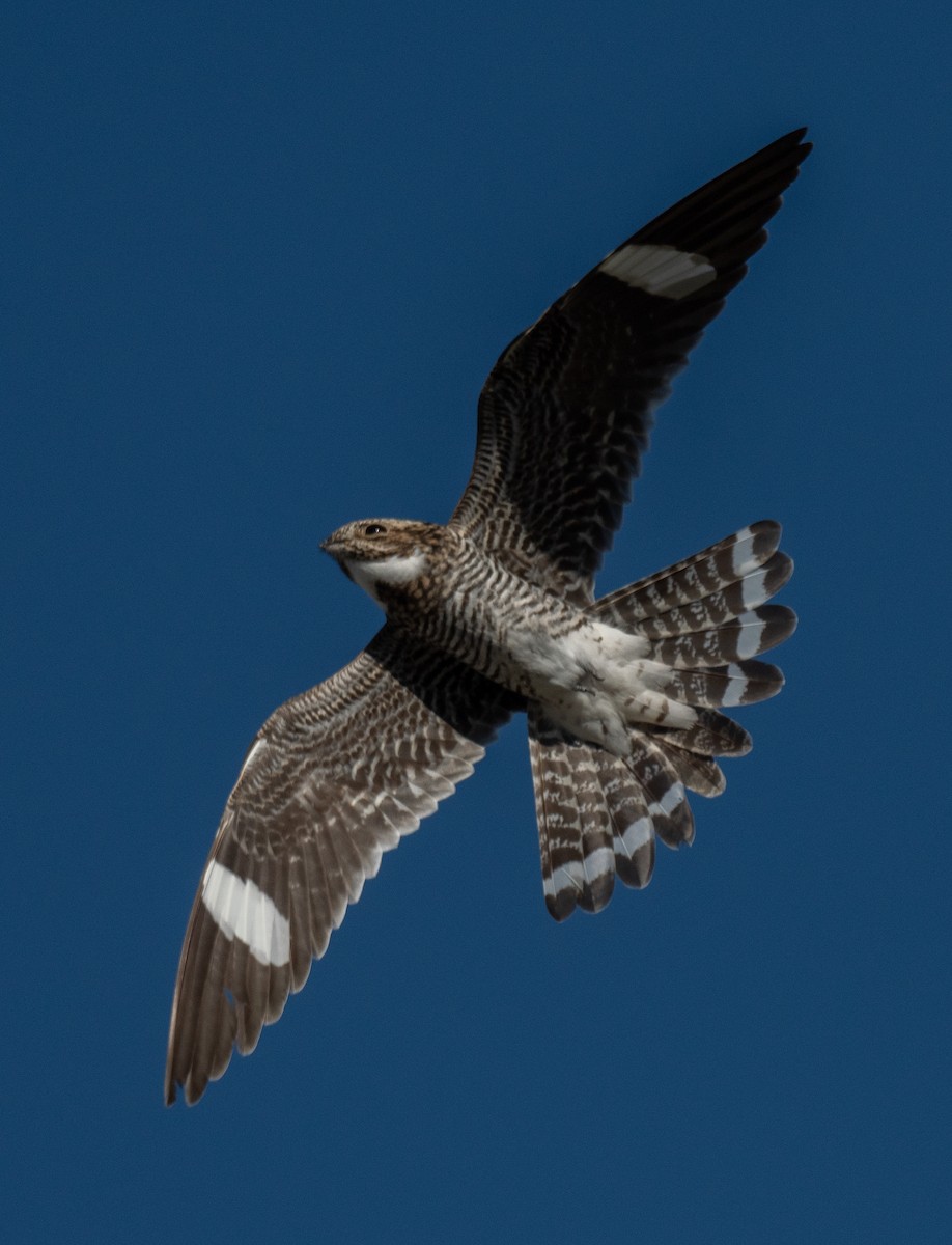 Engoulevent d'Amérique - ML620767263