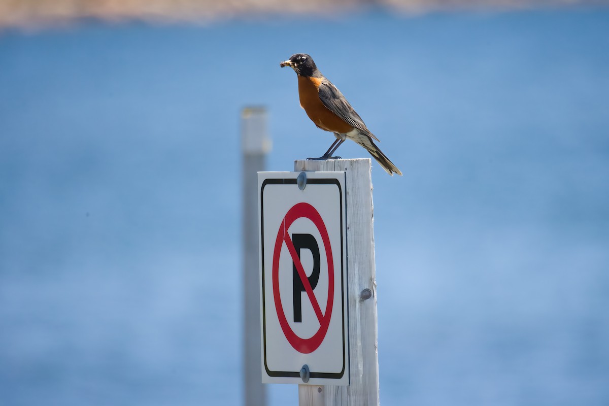 American Robin - ML620767264