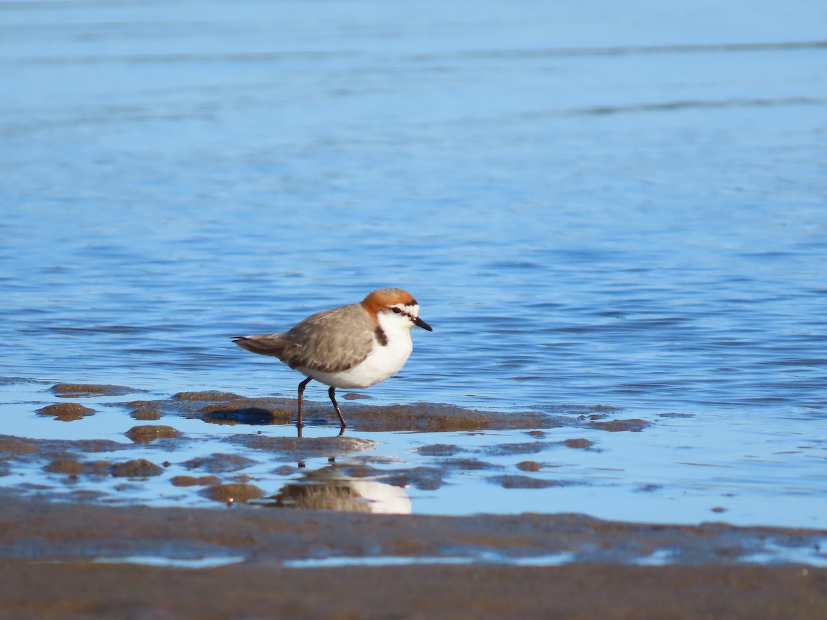 Red-capped Plover - ML620767265