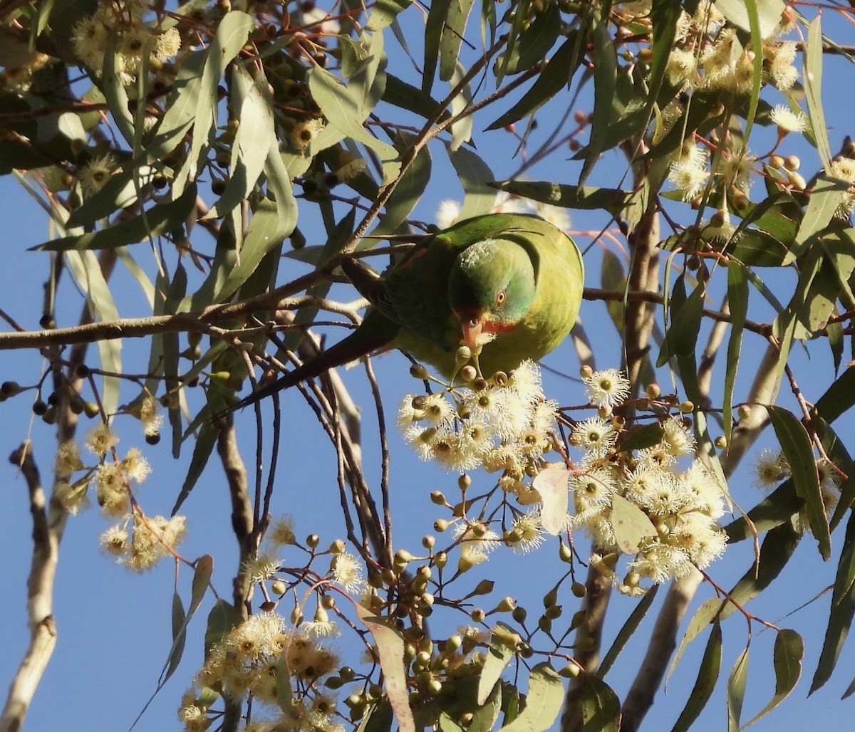 Swift Parrot - ML620767291