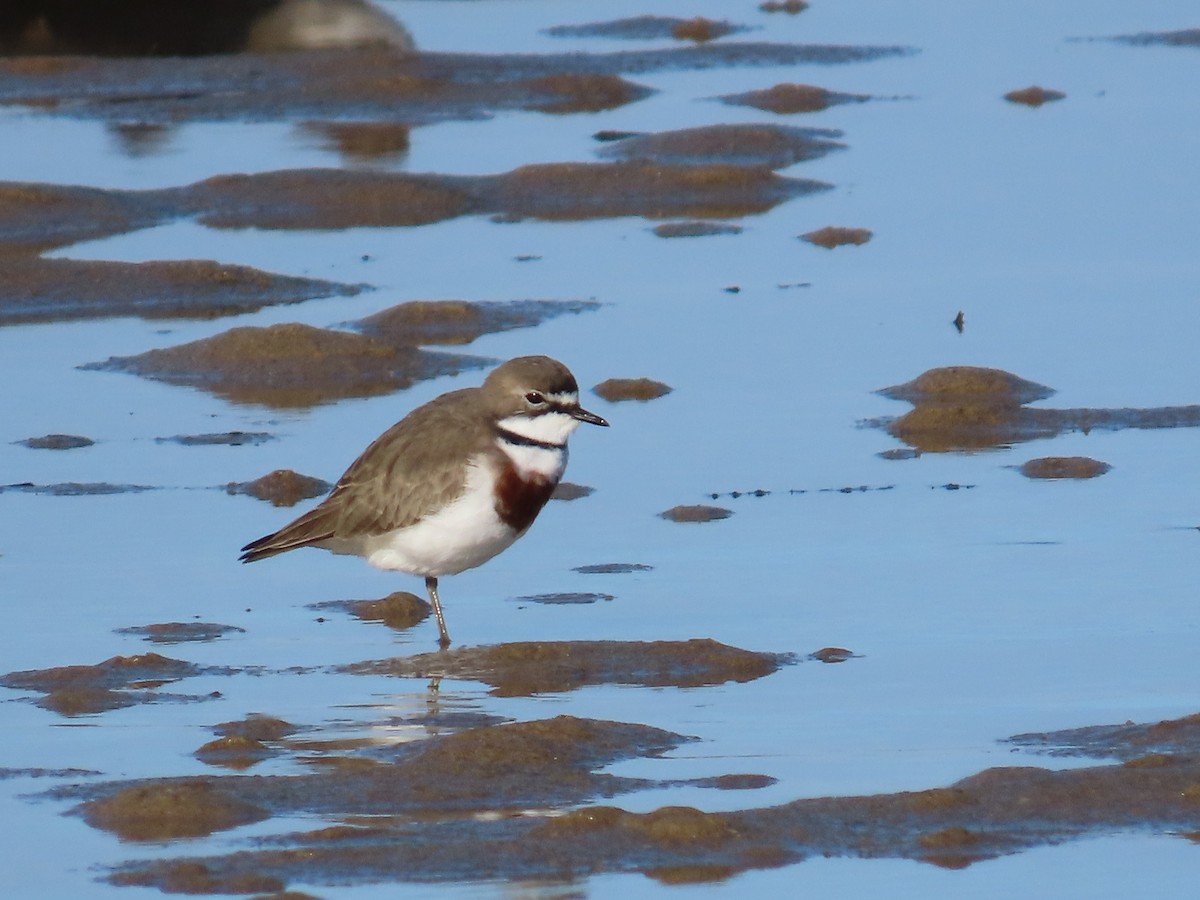 Double-banded Plover - ML620767294