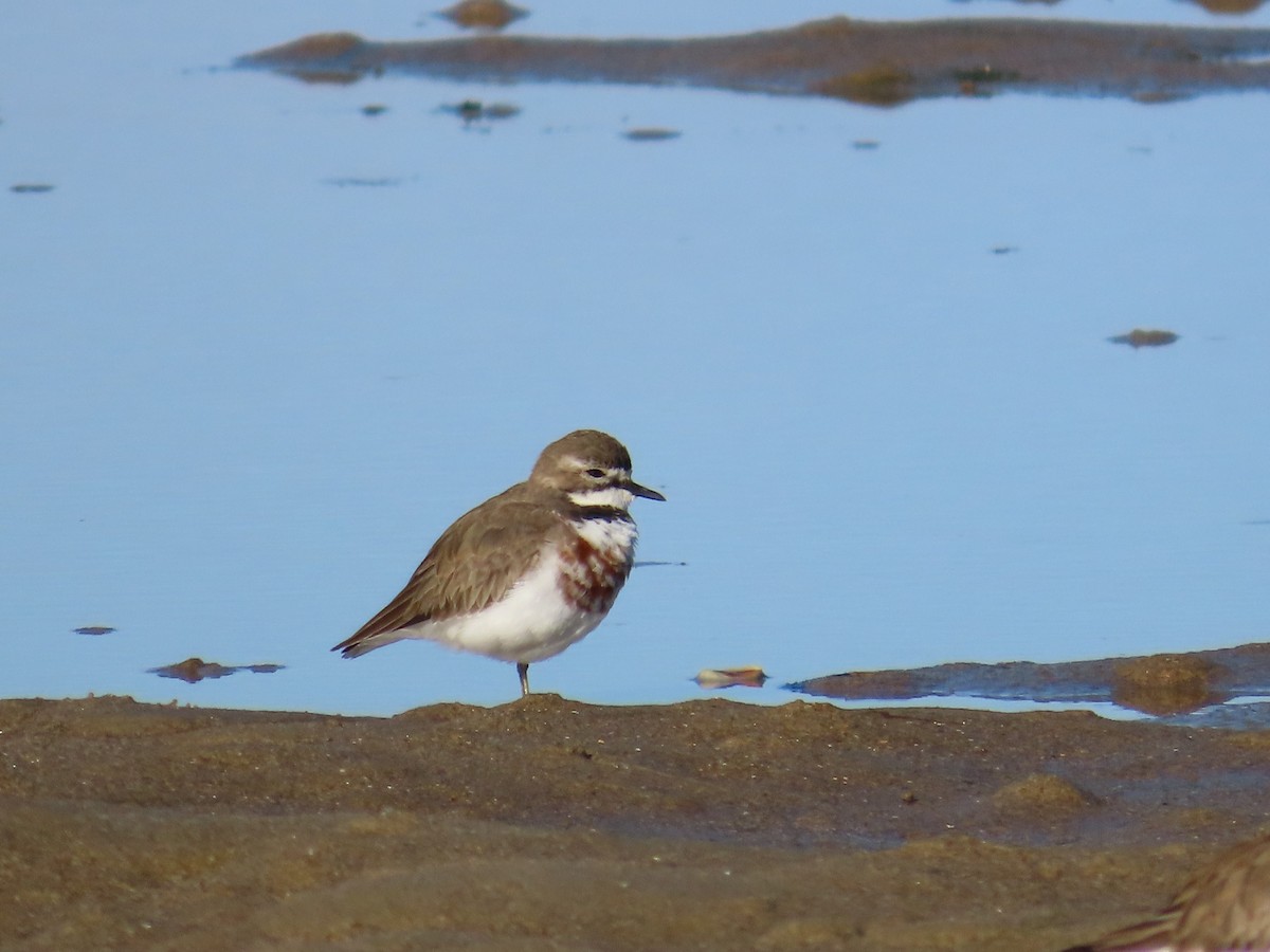 Double-banded Plover - ML620767295