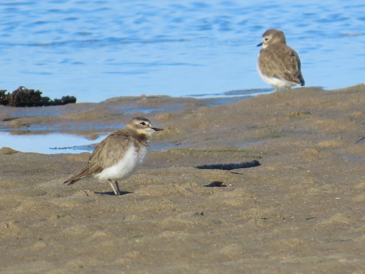 Double-banded Plover - ML620767298