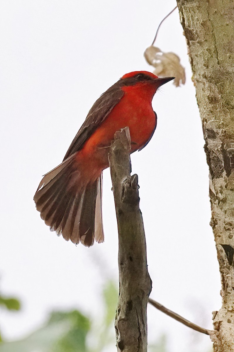 Vermilion Flycatcher - ML620767300