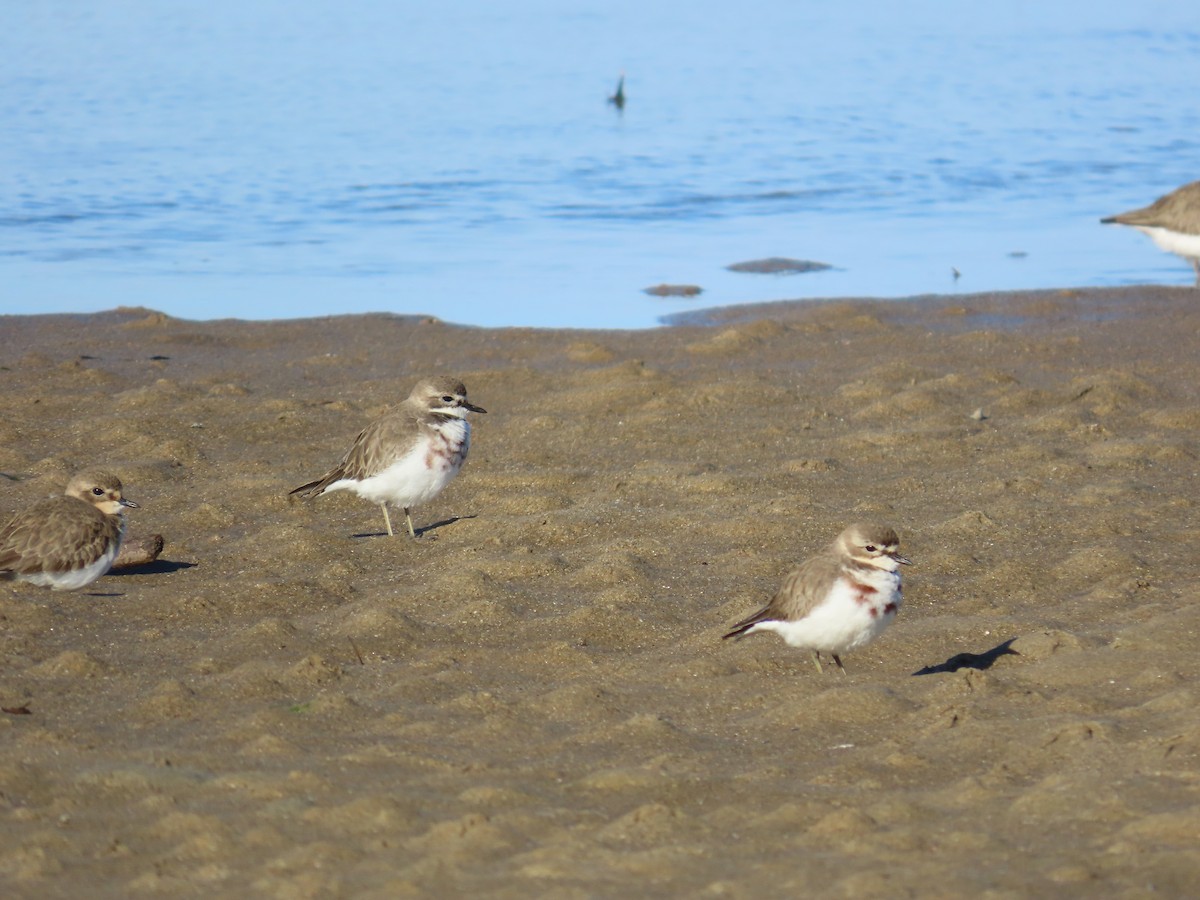 Double-banded Plover - ML620767301