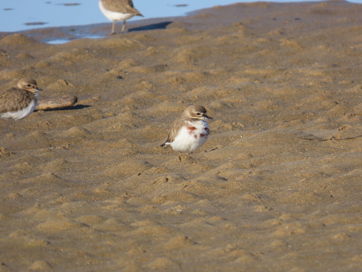 Double-banded Plover - ML620767302