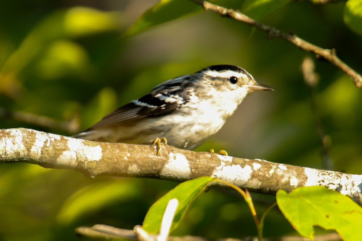 Black-and-white Warbler - ML620767305