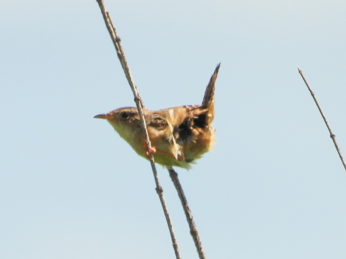 Sedge Wren - ML620767306