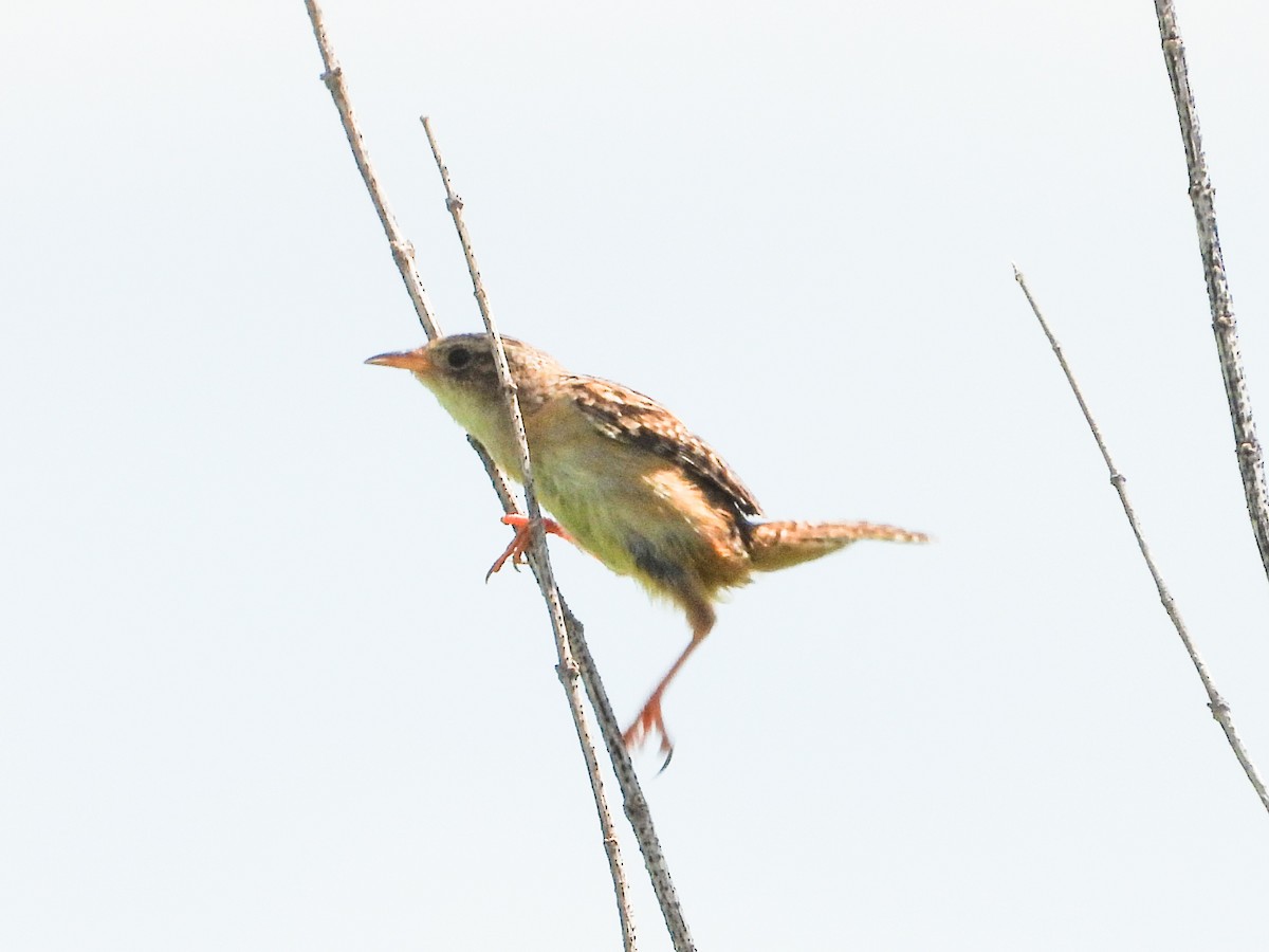 Sedge Wren - ML620767308