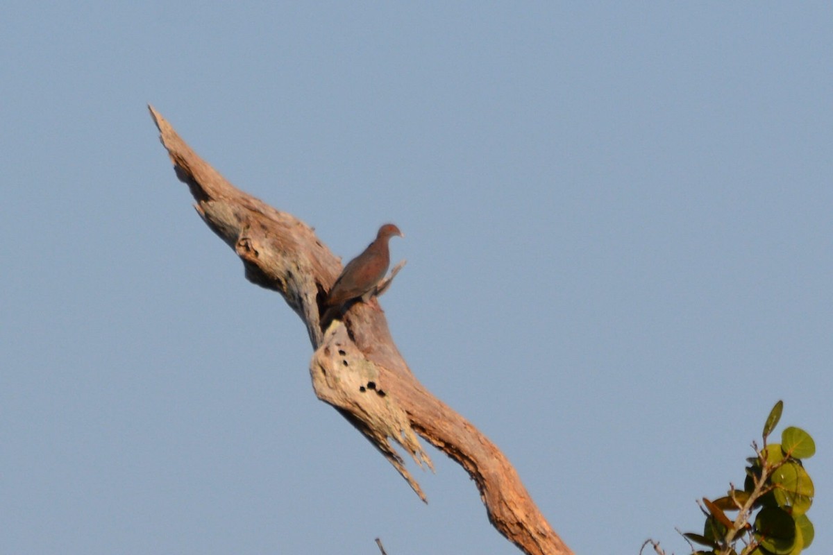 Red-billed Pigeon - ML620767309