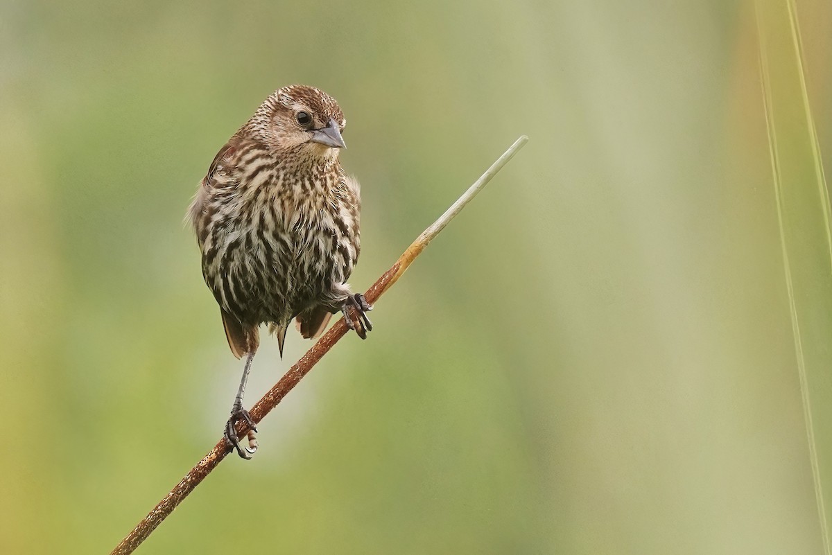 Red-winged Blackbird - ML620767311