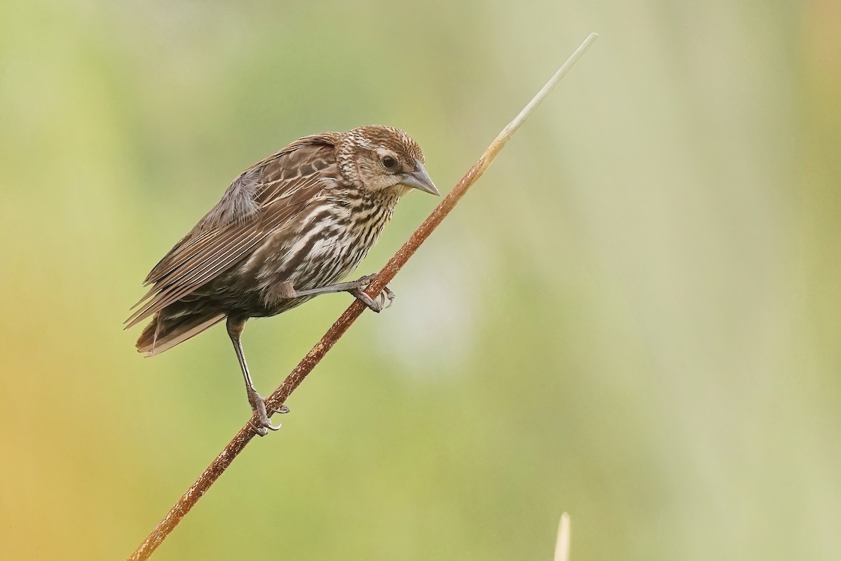 Red-winged Blackbird - ML620767312