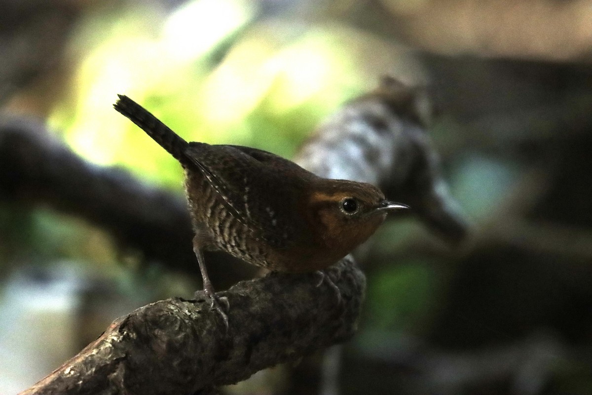 Rufous-browed Wren - ML620767314