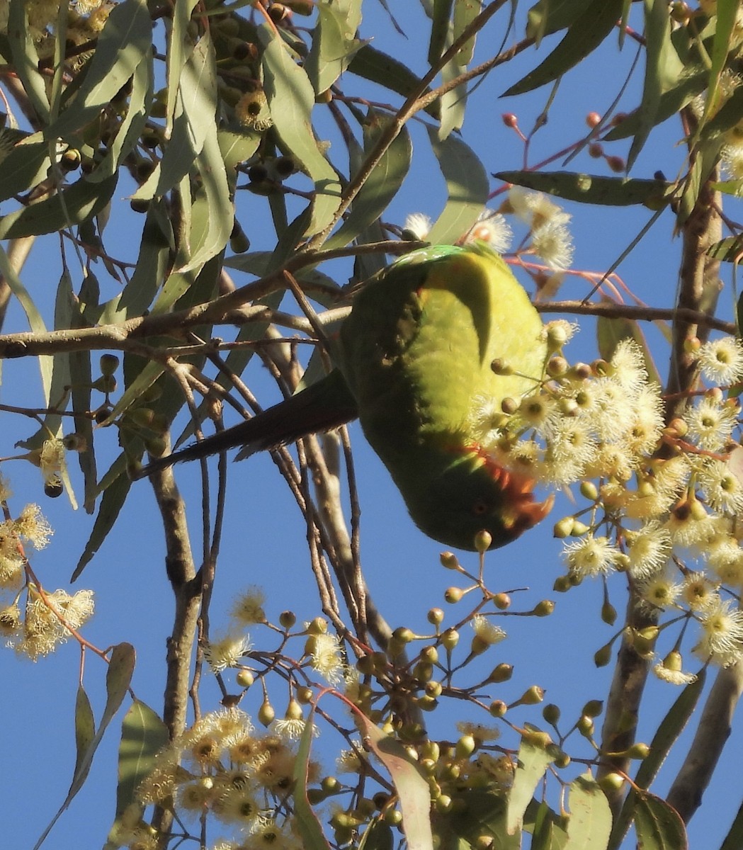 Swift Parrot - ML620767315