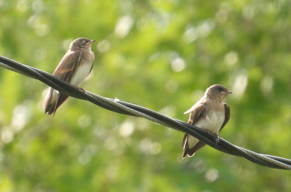 Northern Rough-winged Swallow - ML620767316