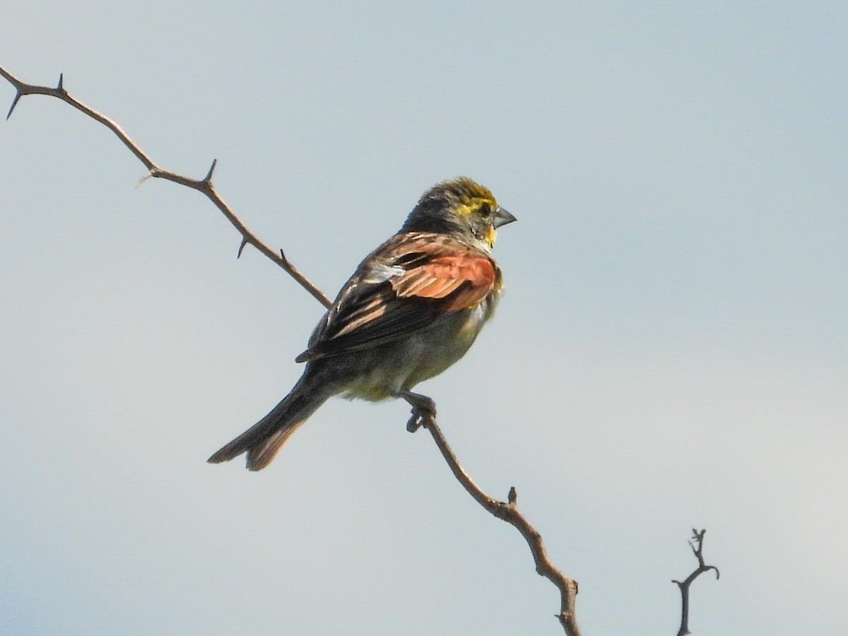 Dickcissel - ML620767317